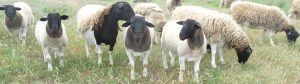 Dorper Sheep